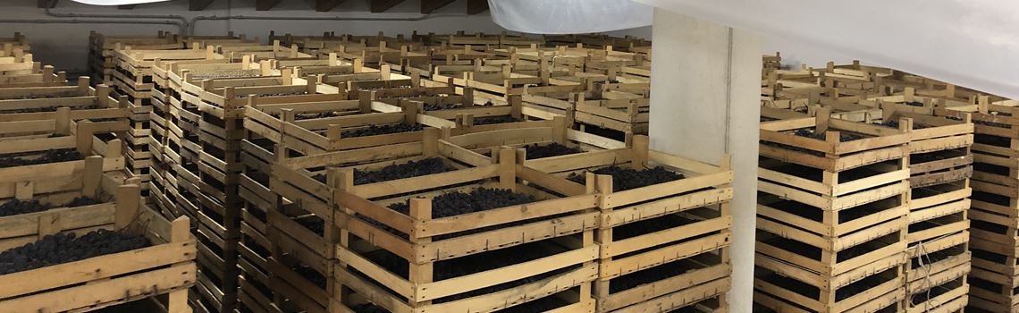 Crates of red grapes, aging, and wine withering in Valpolicella: the unique environment contributes to the creation of e