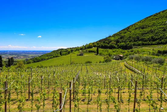 Vigneto con paesaggio collinare cielo azzurro